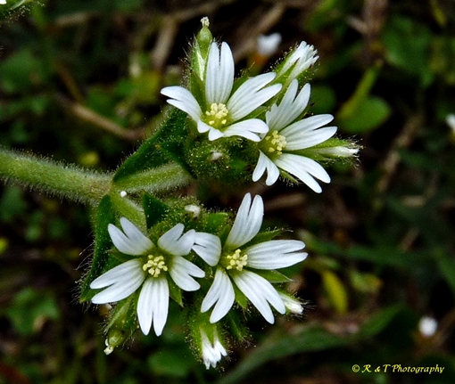 {Cerastium glomeratum}